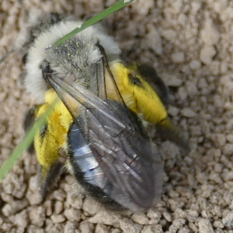 Andrena vaga, weiblich